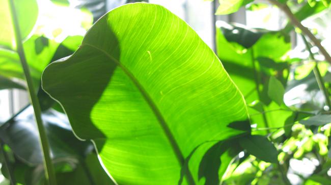 cover leaf.jpg